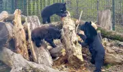Frühlingserwachen im Dessauer Tierpark: Ussurische Kragenbären beenden Winterschlaf