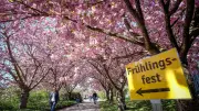 Frühlingsfest im Rostocker Botanischen Garten: Pflanzenvielfalt und plattdeutsche Entdeckungen