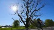 Frühlingssonne satt in Deutschland: Hoch Uli sorgt für stabile Wetterlage