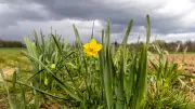 Frühlingswetter in Sachsen-Anhalt: Bis zu 21 Grad, doch Gewitter drohen