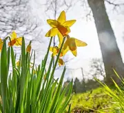 Frühlingswetter in Sachsen-Anhalt: Meteorologe prognostiziert Temperaturen um 20 Grad nach Unwettern