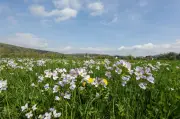 Frühlingswetter mit Frostnächten: Große Temperaturschwankungen in Deutschland