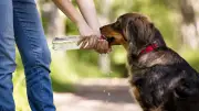 Gefährliche Durststrecke: Warum viele Hunde zu wenig trinken