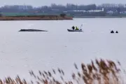 Gestrandeter Buckelwal in Wismar: Helfer erhalten Morddrohungen während Rettungseinsatz