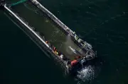 Gestrandeter Buckelwal vor Poel auf Barge in Richtung Nordsee