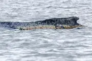 Gestrandeter Buckelwal vor Poel: Wasser in der Lunge - Rettungsversuche gescheitert
