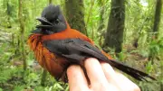 Giftiger Vogel aus Neuguinea: Warum der Zweifarbenpitohui gefährlich ist