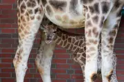 Giraffen-Nachwuchs im Berliner Tierpark: Kleiner Bulle geboren