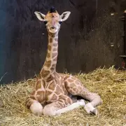 Giraffenbaby Kato im Schweriner Zoo geboren: Handaufzucht für gefährdete Art