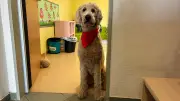 Goldendoodle Rocket: Erster Kita-Begleithund im Landkreis Ludwigslust-Parchim