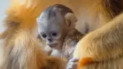 Goldstumpfnasen-Nachwuchs: Hoffnungsschimmer für bedrohte Affenart in Belgien