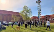 Greppiner Maibaum: Tradition mit eingespielten Abläufen