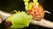 Grüner Mitbewohner in Halle: Eine Tierart, die besser aussieht als sie riecht