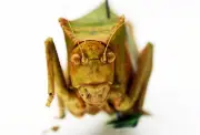 Heuschrecken: Von Warzenbeißern bis Klimawandel – faszinierende Insekten im Fokus
