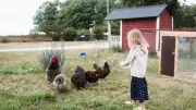 Hühnerhaltung im Familienalltag: Drei wertvolle Lektionen für Kinder