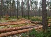 Holzeinschlag in Deutschland erreicht neuen Tiefstand: Nur noch 57,3 Millionen Kubikmeter