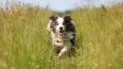 Hundesteuer in Sachsen-Anhalt: Von 60 bis 1.000 Euro - Kommunale Unterschiede enorm
