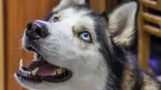 Huskys beim Tierarzt: Warum nordische Rassen zur Dramaqueen werden
