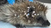 Igel-Dame Uschi mit 70 Zecken gerettet: Aufwendige Behandlung sichert Überleben