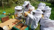 Imker-Schnupperkurs in Satow: Praktische Einblicke in Bienenhaltung und Honigproduktion