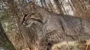 Jäger wird zum Gejagten: Rotluchs attackiert Teenager bei Jagdausflug