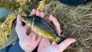Jugendtag in Boizenburg: Angelnachwuchs entdeckt Natur und Angelspaß an der Elbe