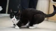 Kampf gegen die Katzenflut: Lottihof-Team fängt 17 Straßenkatzen in Schwerin ein