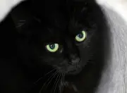 Katze in Hohe Börde von Tierfalle verletzt – Polizei ermittelt