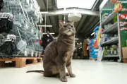 Katze Lotti wohnt im Plöner Baumarkt: Tierische Mitarbeiterin erobert Herzen