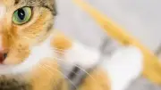 Katzenliebhaber aufgepasst: Atelierhof Schwarz öffnet Türen