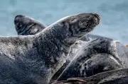 Kegelrobben-Babyboom im Wattenmeer: Rekordzahl an Jungtieren in Niedersachsen