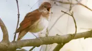 Kettensäge mit Federkleid: Wenn Vogelgesang zur Lärmbelästigung wird