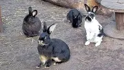 Kinder können im Tiergehege Reuden Haustierführerschein machen