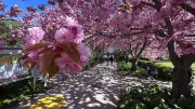 Kirschblüte in Rostock: Gratis Blütenpracht an der Ostsee bestaunen