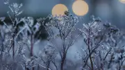Kältewelle rollt früher an: Nachtfrost droht bereits vor den Eisheiligen
