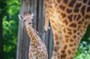 Kordofan-Giraffe „Vizuri“ zieht in den Berliner Zoo ein – Weitere Artgenossen folgen