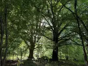 Kostenlose Ranger-Touren durch die wilden Kernzonen der Rhön