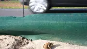 Krötenzaun bei Neuensund rettet tausenden Amphibien das Leben