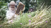 Kuriose Gesetze in Deutschland: Von Bienenjagd bis Farbvorschriften für Sonnenschirme
