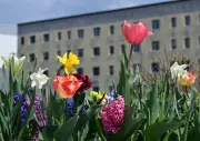 Landesgartenschau in Leinefelde-Worbis startet: Blütenmeere und 1.600 Veranstaltungen erwarten Besucher