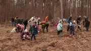 Löcknitzer Kita-Kinder pflanzen 1000 Eichen für klimastabilen Mischwald