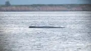 Letzte Chance für Ostsee-Wal: Riskante Rettungsaktion vor Poel beginnt