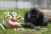 Ältester Gorilla der Welt: Fatou feiert 69. Geburtstag im Berliner Zoo