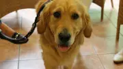 Mach deinen Hund zum Seelentröster: Eignungstest für Besuchshunde