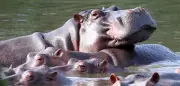 Milliardärssohn will Escobars Kokain-Hippos nach Indien umsiedeln