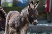 Mini-Eselfohlen im Zoo der Minis geboren: Eltern nur 80 cm groß