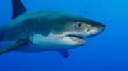 Mythos vom Killerfisch: Diese Haie schwimmen im Mittelmeer