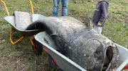 Mythos wird Realität: Monster-Wels nach Jahrzehnten in hessischem Weiher entdeckt