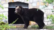 Nach 32 Jahren: Braunbärin Teddy verlässt Tierpark Westerhausen für Bärenwald Müritz