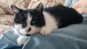 Nach elf Jahren: Familie findet entlaufene Katze Perla wieder - Ein Wunder mit Samtpfoten